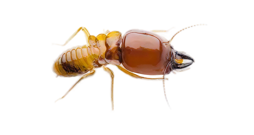 Subterranean Termites