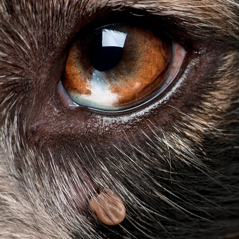 Tick On A Dog