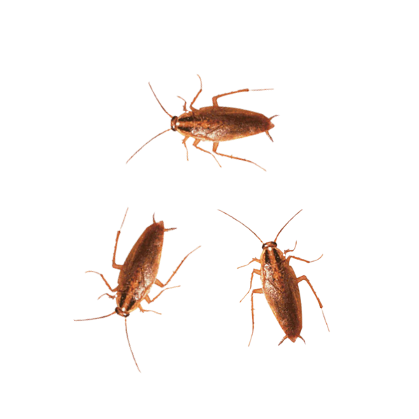 German Cockroach