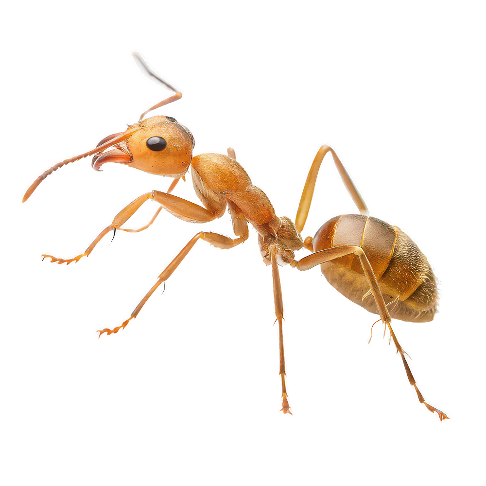 Pharaoh Ants