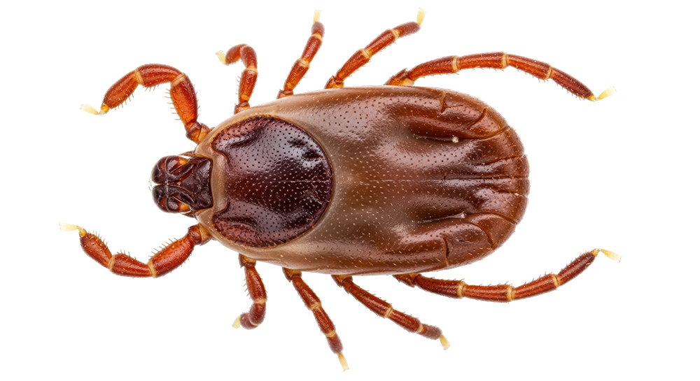 Dog Tick
