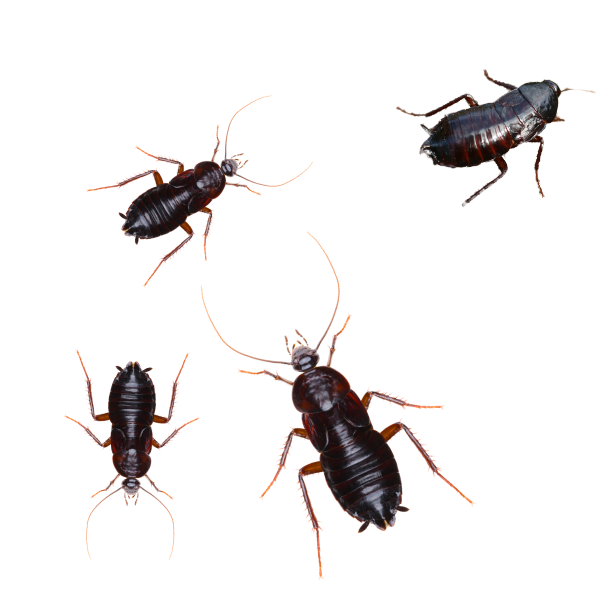 Oriental Cockroach