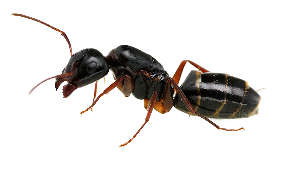 Carpenter Ants