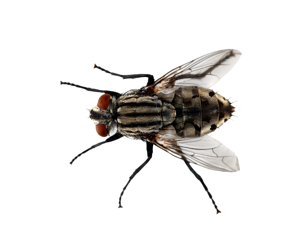 House Fly