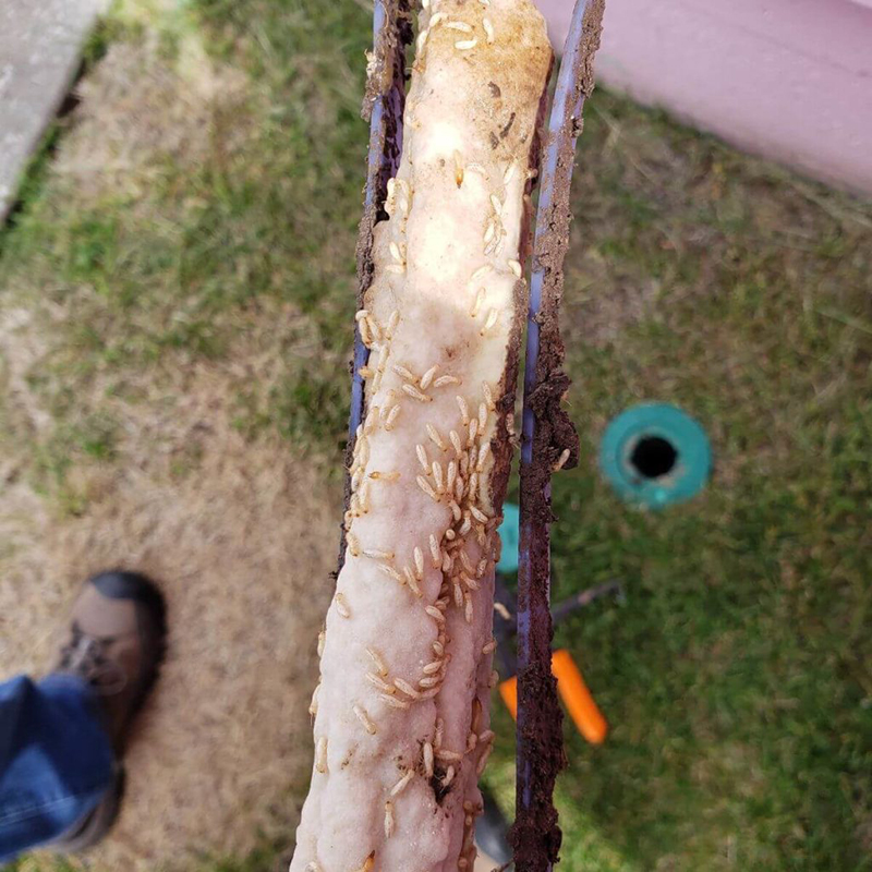 Termite Bait