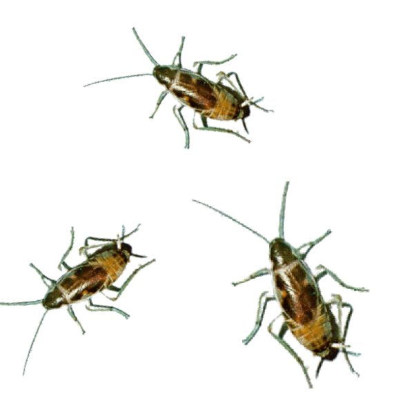 Brown Banded Cockroach