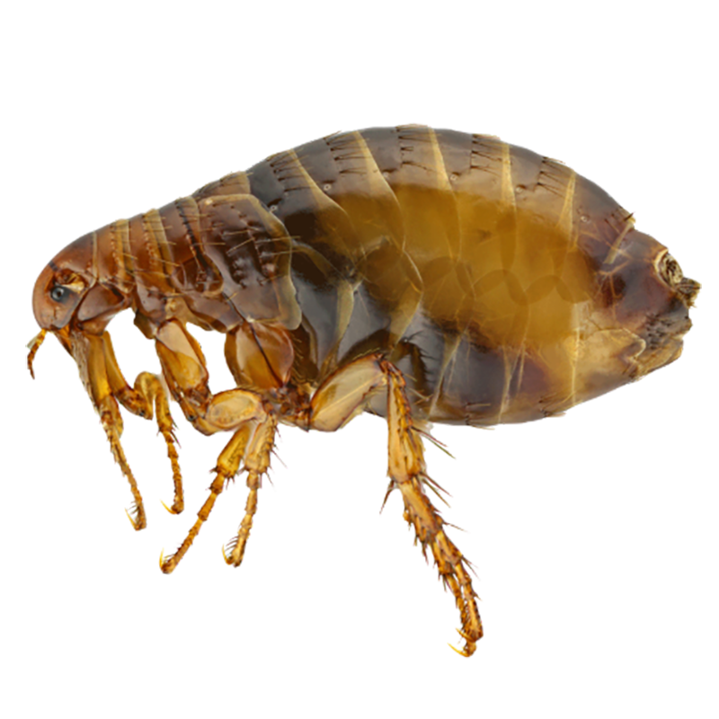 Flea Yard Treatment