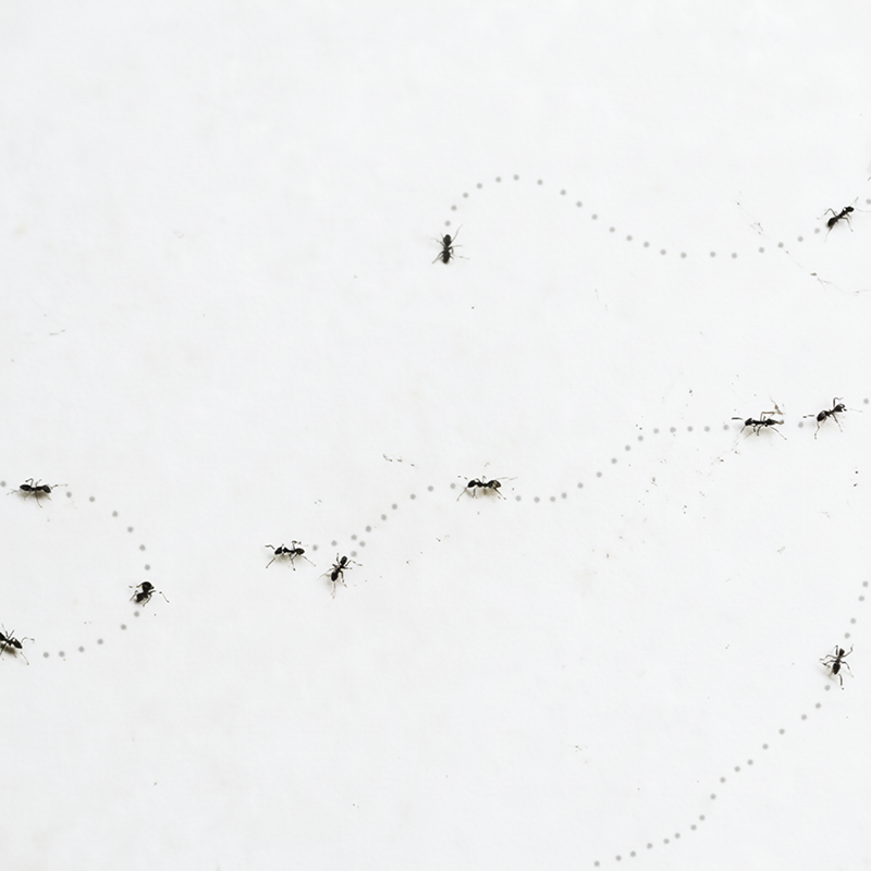 Pavement Ants