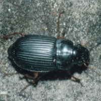 Ground Beetle