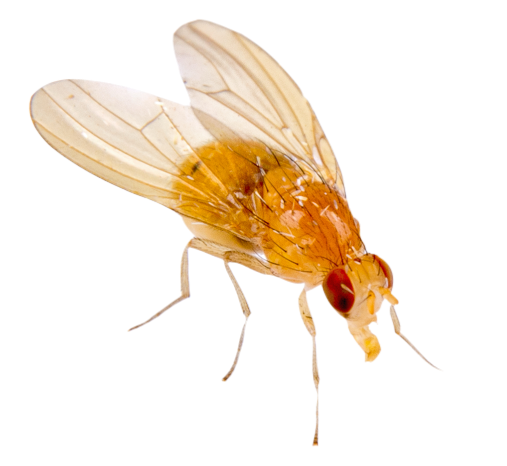 Fruit Fly