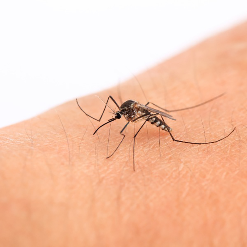Mosquito Bite
