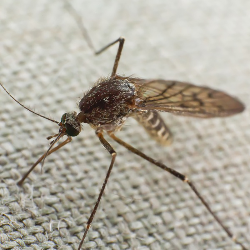 Mosquito Biting Through Cloth