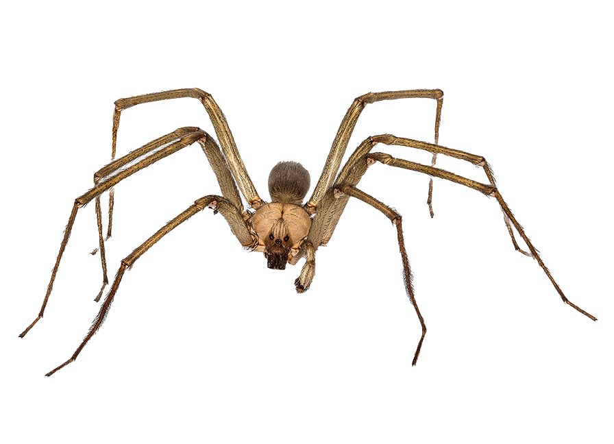Brown Recluse