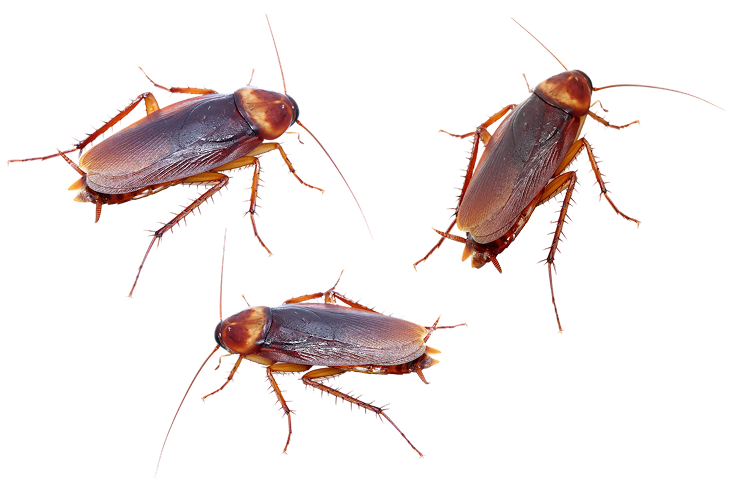 American Roach
