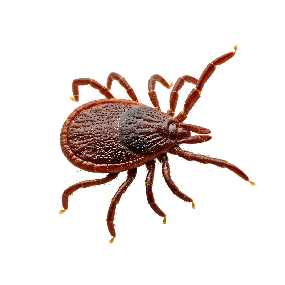 Lone Star Tick