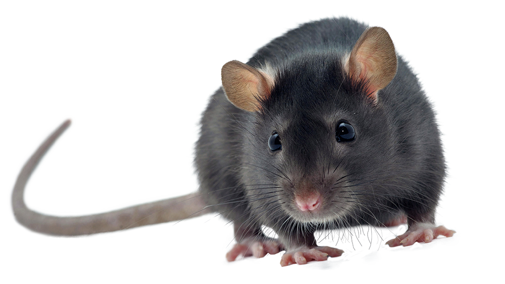 Roof Rats