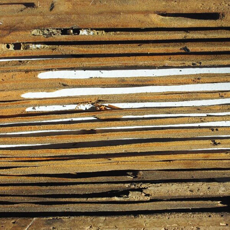 Carpenter Ants