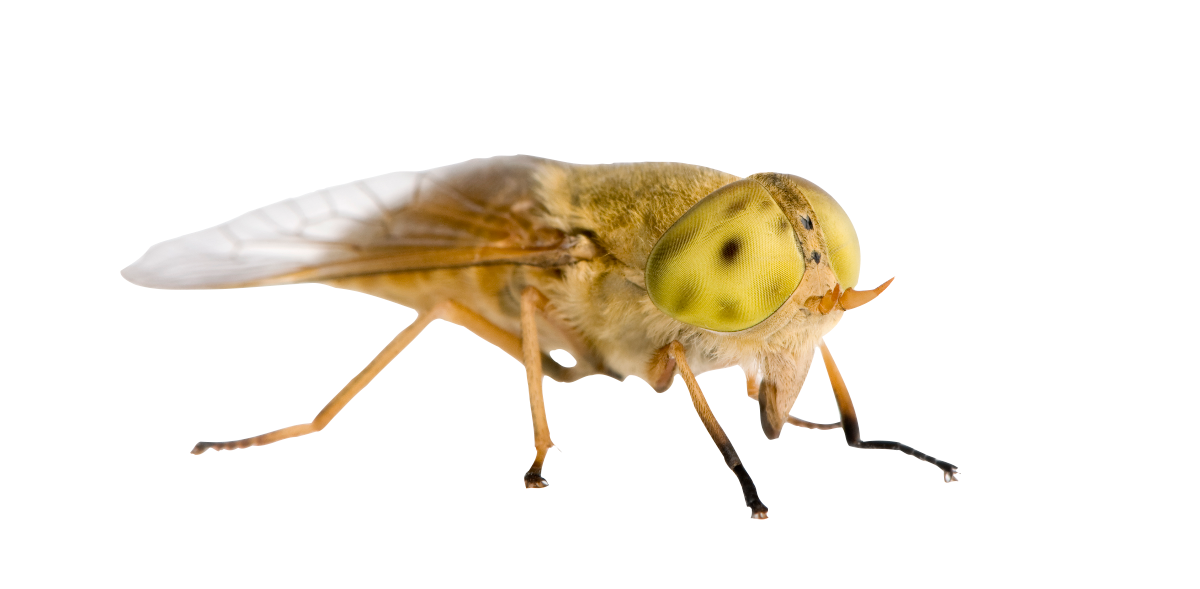 Horse Fly