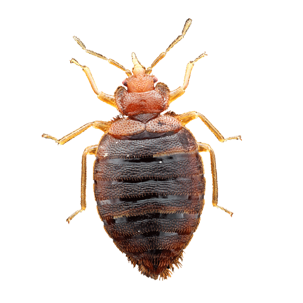 Bed Bugs