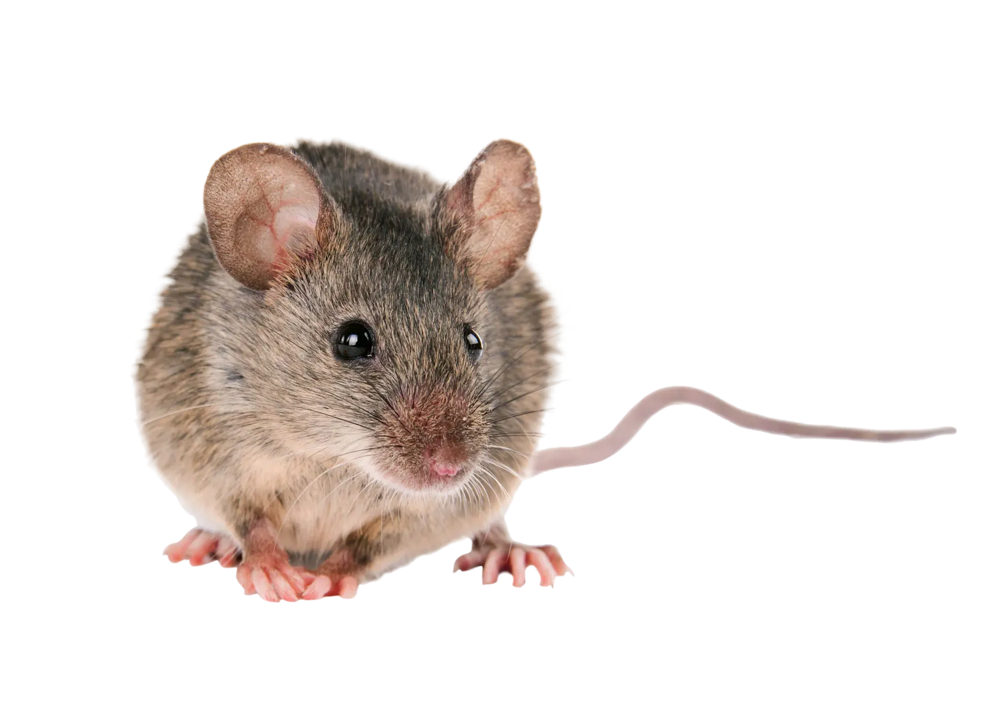 House Mouse