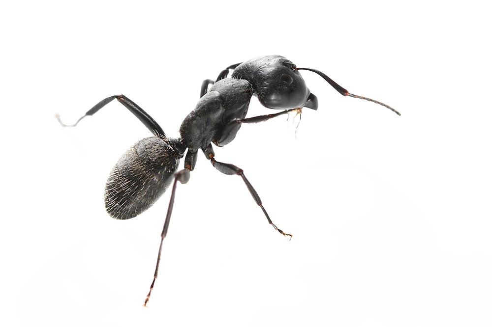 Pavement Ants