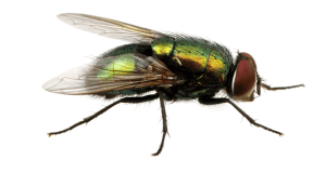 Fly