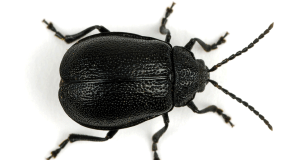 Beetles