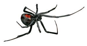 Spiders