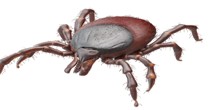 Ticks
