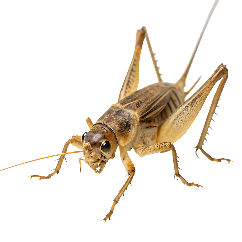 Crickets