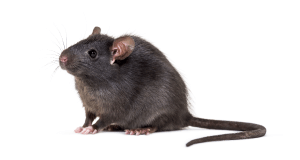 Rodent