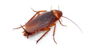 Roach