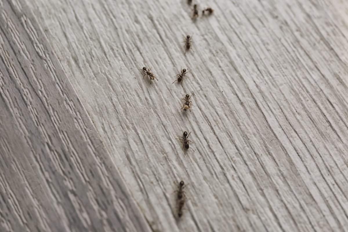 How to Get Rid of Tiny Ants by Fixing What Attracts Them