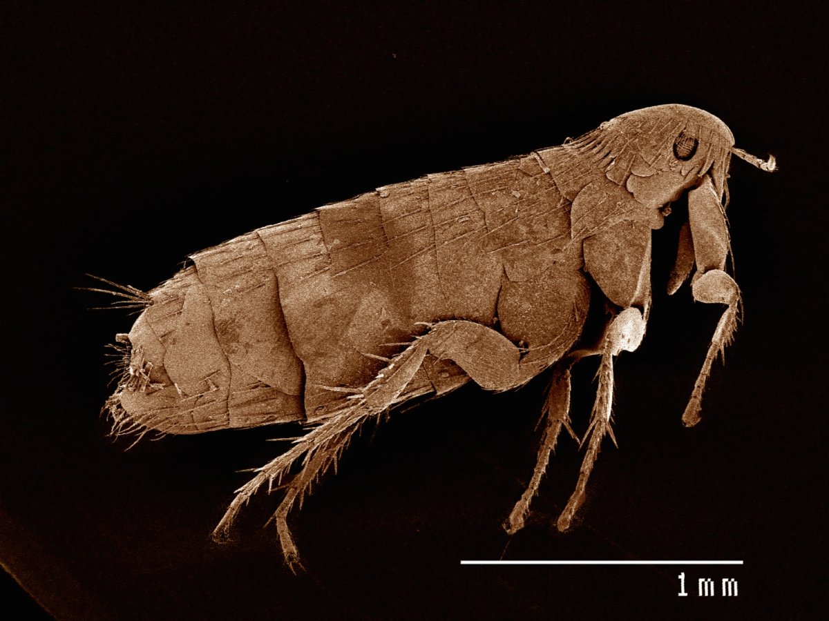 Fleas 101: Features, Species and Home Protection