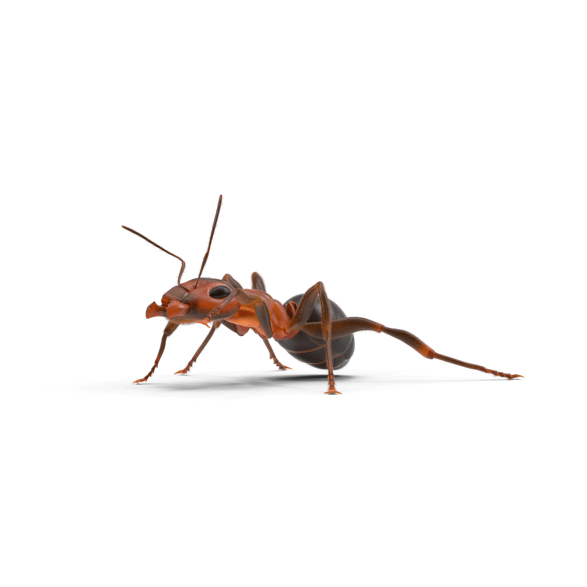 Struggling with an Ant Infestation? | Sound Advice for Ant Problems