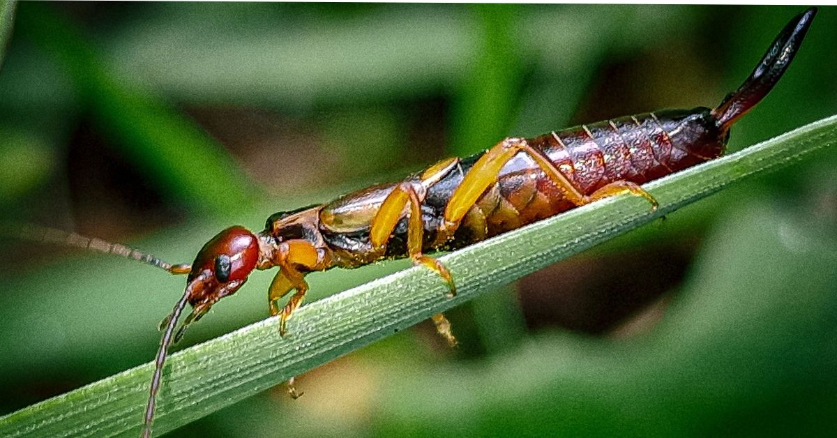 Do Earwigs Really Enter Your Ear?