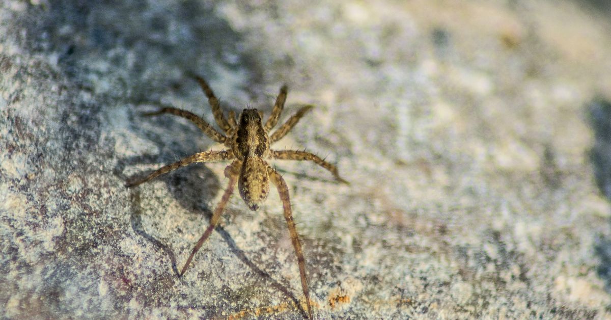 Why Am I Suddenly Seeing So Many Spiders in My House?