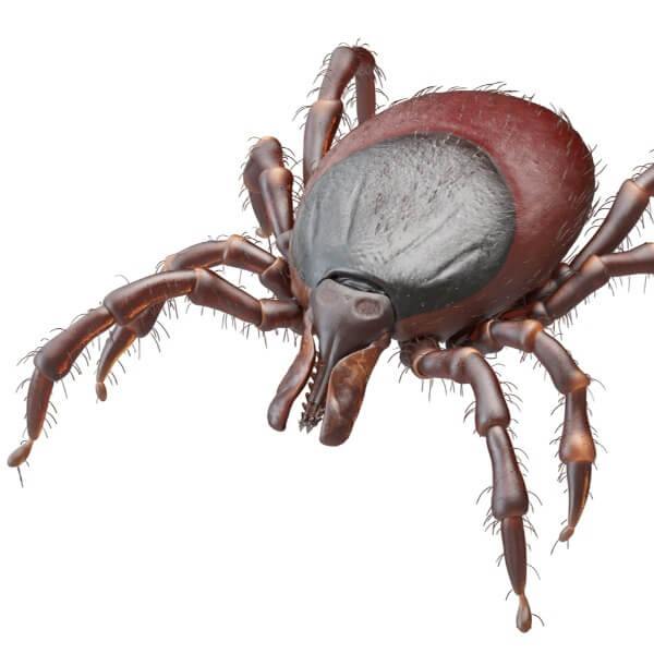 Quick Answers: How Long Can Tick Live Without a Host?