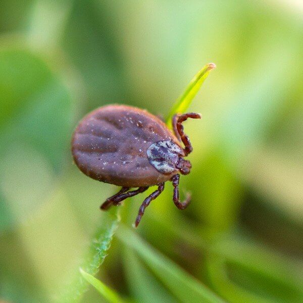 Quick Answers: How Long Can Ticks Live Without a Host?