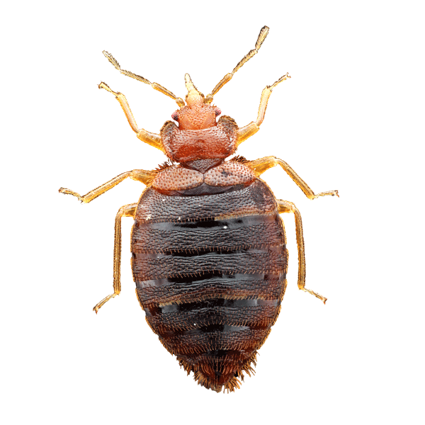 Quick Answers: How Long Can Bed Bugs Live Without Food?