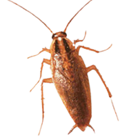 I Saw A Cockroach In My Kitchen Should I Be Worried?