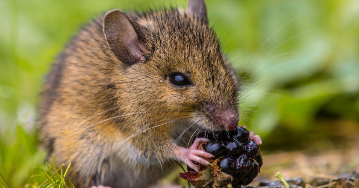 Rodent Pests in Southeast Kansas: A Bug-A-Way Guide