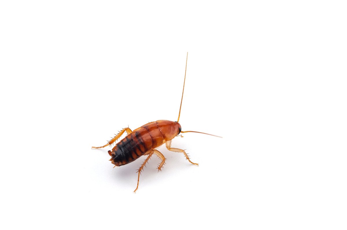 Quick Answers: Why Are Cockroaches So Hard to Kill?