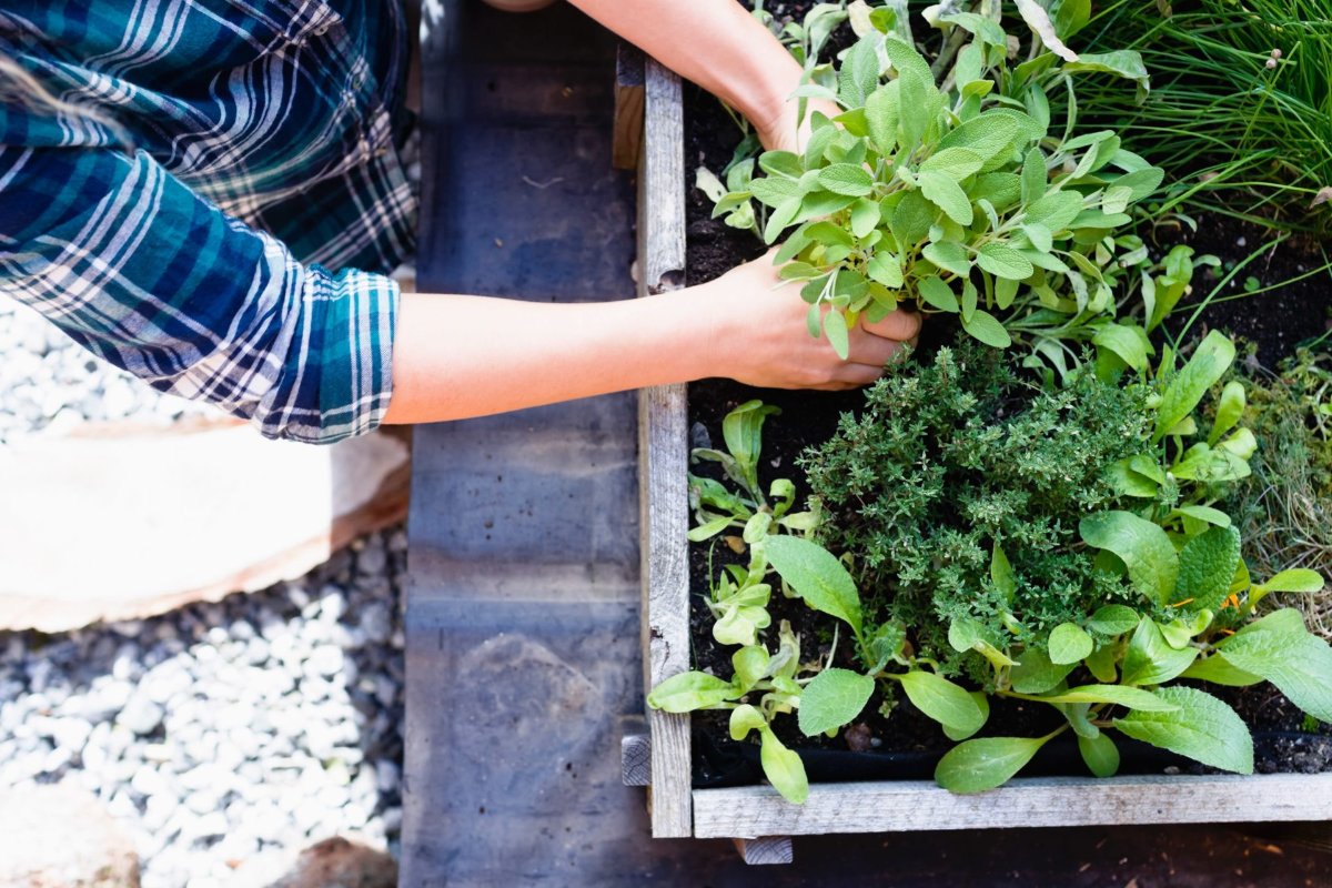Eco-Friendly Pest Controls for Homeowners and Businesses