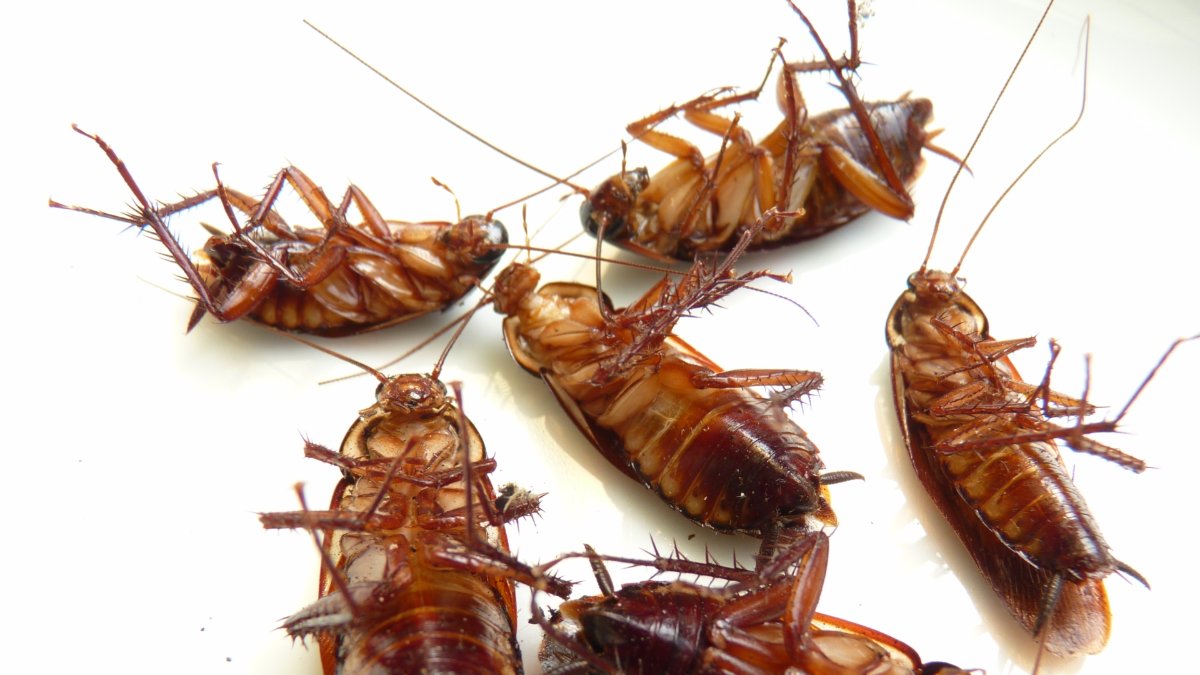 Are Cockroaches a Health Risk?