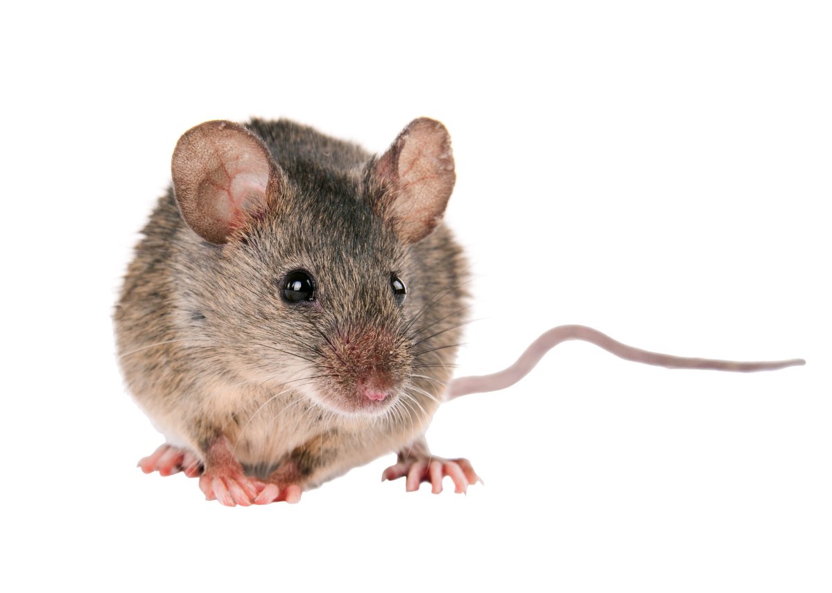 I have mice! What Should I Do?