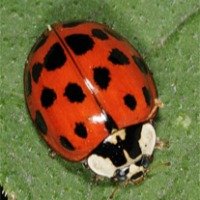 What Do Asian Lady Beetles Eat?