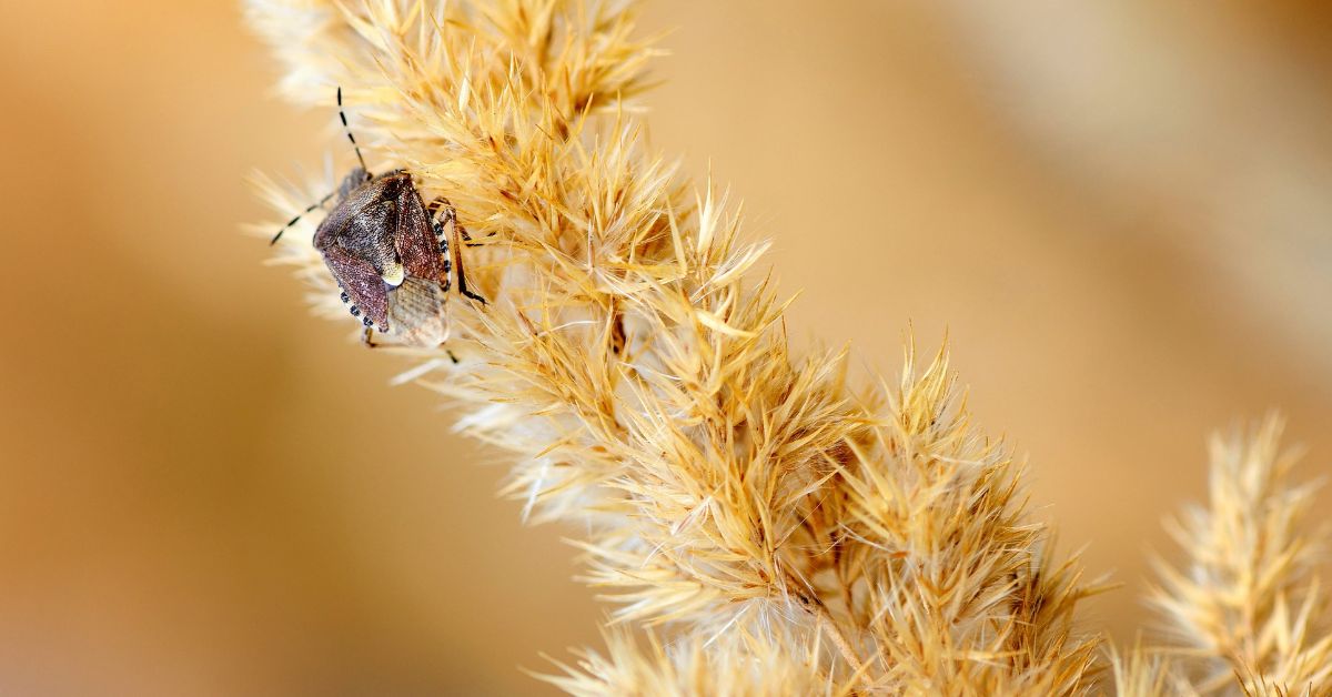 How to Get Rid of Stink Bugs Without the Smell