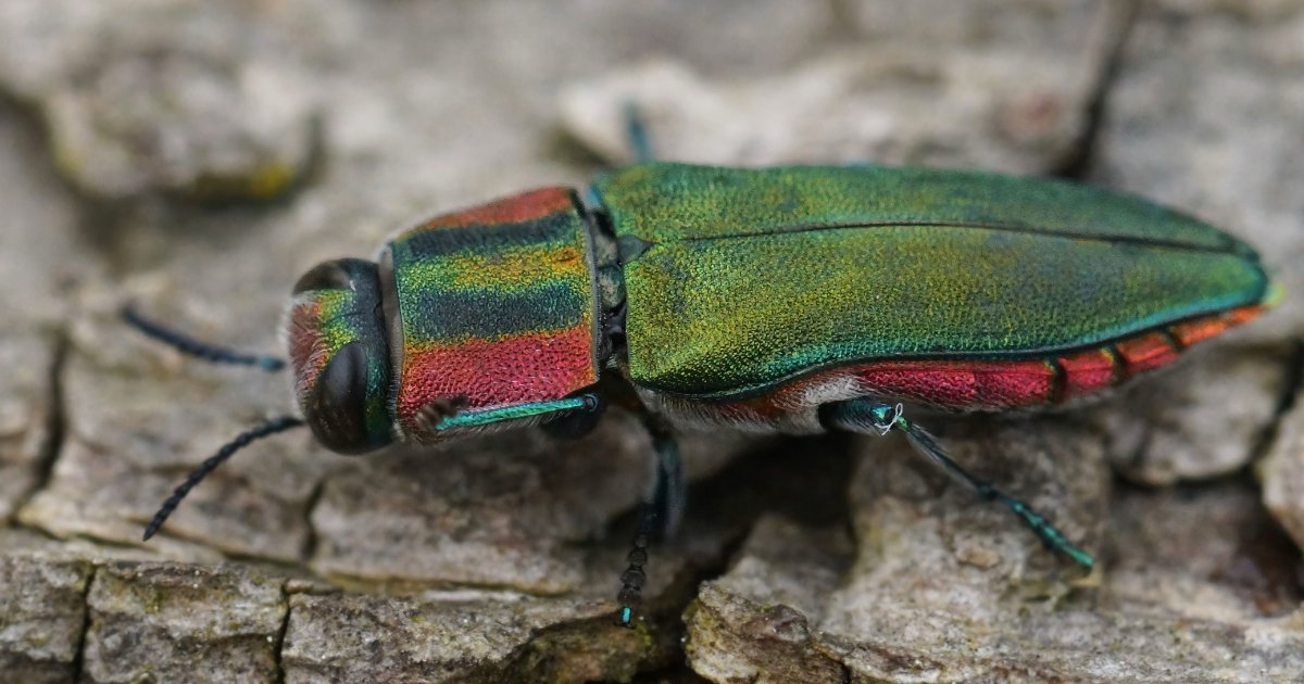 5 Invasive Bug Species in Missouri