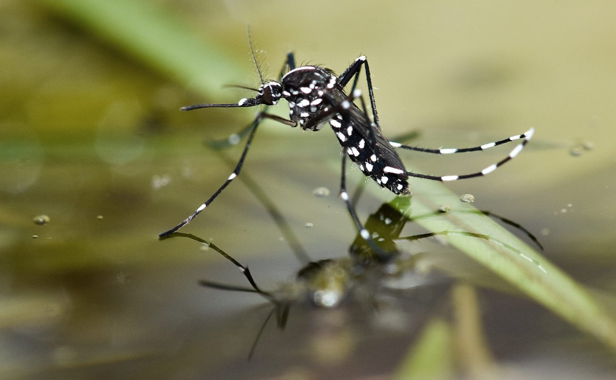 Quick Answers: Are Mosquitoes Attracted to Light?